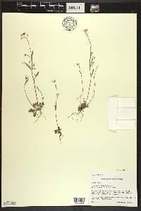 Arabidopsis lyrata image