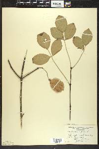 Staphylea trifolia image