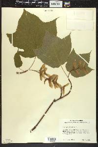 Acer pensylvanicum image