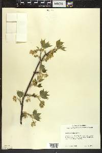 Staphylea trifolia image