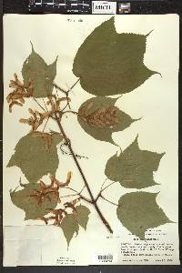 Acer pensylvanicum image