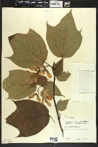 Acer pensylvanicum image