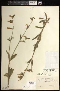 Silene latifolia image