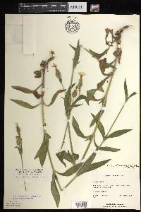 Silene latifolia image