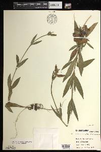 Silene latifolia image