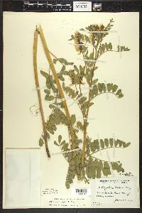 Astragalus neglectus image