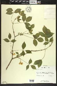 Staphylea trifolia image