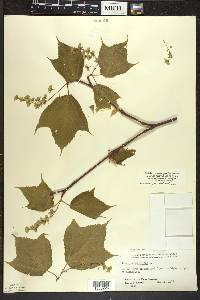 Acer pensylvanicum image