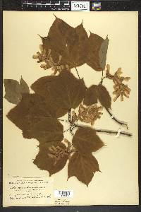 Acer pensylvanicum image