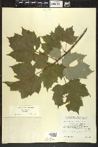 Acer rubrum var. rubrum image