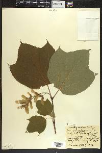 Acer pensylvanicum image