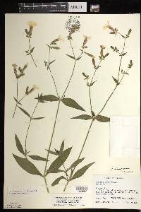 Silene latifolia image