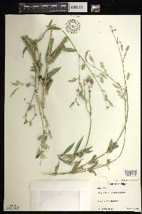 Silene csereii image