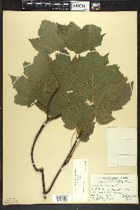 Acer rubrum var. rubrum image