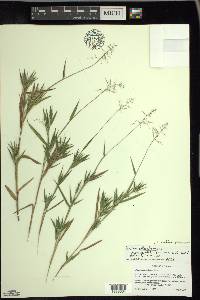 Dichanthelium acuminatum subsp. columbianum image