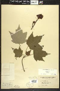 Acer rubrum var. rubrum image