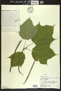 Acer pensylvanicum image