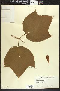 Acer pensylvanicum image