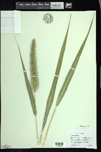 Setaria faberi image