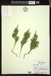 Dendrolycopodium hickeyi image