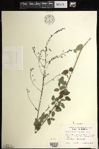 Desmodium marilandicum image