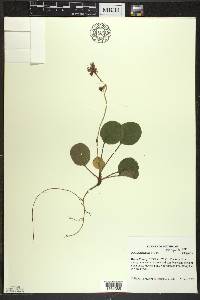 Pyrola asarifolia image