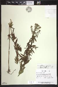 Pycnanthemum virginianum image