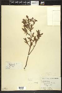 Vaccinium angustifolium image