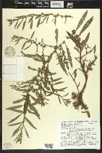 Ludwigia polycarpa image