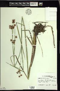 Cladium mariscoides image