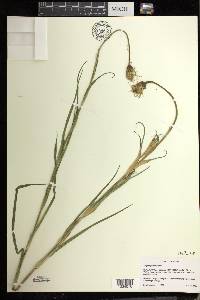 Tragopogon pratensis image