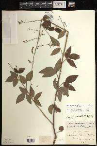 Desmodium perplexum image