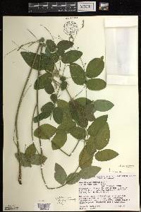 Desmodium perplexum image