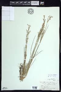 Juncus alpinoarticulatus image