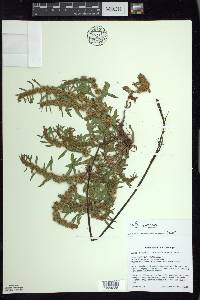 Rumex fueginus image