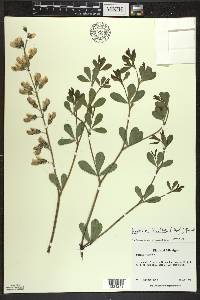 Baptisia alba var. macrophylla image