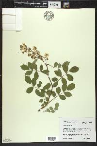 Rosa multiflora image