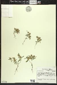 Polygala cruciata image