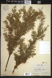 Taxus canadensis image