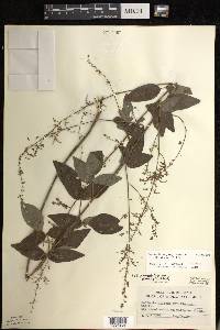 Desmodium perplexum image