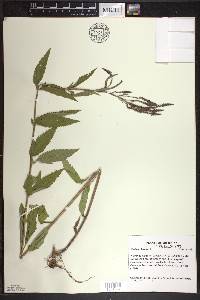 Verbena hastata image