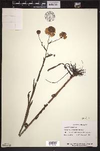 Helenium flexuosum image