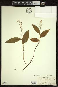 Maianthemum trifolium image