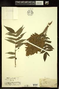 Rhus typhina image