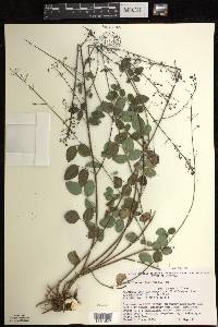 Desmodium marilandicum image