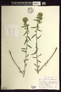 Euphorbia virgata image