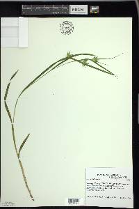 Carex folliculata image