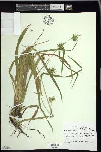 Carex folliculata image