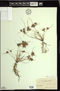 Cyperus bipartitus image