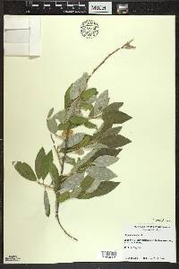 Elaeagnus umbellata image